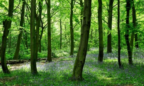 photo of trees and bluebells