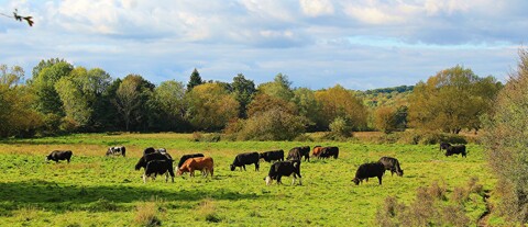 photo of cows in a field